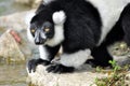 Black and white ruffed lemur Royalty Free Stock Photo