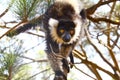 The black and white ruffed lemur Royalty Free Stock Photo