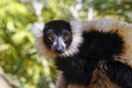 The black and white ruffed lemur Royalty Free Stock Photo