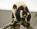 Black and white ruffed lemur Royalty Free Stock Photo