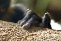 The black and white ruffed lemur's hand Royalty Free Stock Photo