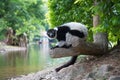Black-and-white Ruffed Lemur Royalty Free Stock Photo