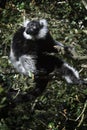 Black and white ruffed lemur in tree Royalty Free Stock Photo