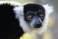 Black and White Ruffed Lemur - Varecia variegata Royalty Free Stock Photo