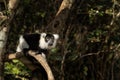 Black and white ruffed lemur, varecia variegata