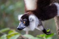 Black-and-white ruffed lemur Varecia variegata, Andasibe Reserve, Madagascar Royalty Free Stock Photo