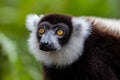 Black-and-white ruffed lemur Varecia variegata, Andasibe Reserve, Madagascar Royalty Free Stock Photo