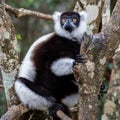 Black-and-white ruffed lemur Varecia variegata, Andasibe Reserve, Madagascar Royalty Free Stock Photo