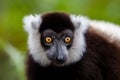 Black-and-white ruffed lemur Varecia variegata, Andasibe Reserve, Madagascar Royalty Free Stock Photo