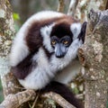 Black-and-white ruffed lemur Varecia variegata, Andasibe Reserve, Madagascar Royalty Free Stock Photo