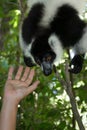 Black and white ruffed lemur Varecia variegata climbing, Madagascar Royalty Free Stock Photo