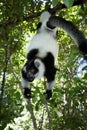 Black and white ruffed lemur Varecia variegata climbing in a tree, Madagascar Royalty Free Stock Photo