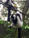The black-and-white ruffed lemur Varecia variegata Royalty Free Stock Photo