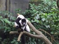 The black-and-white ruffed lemur Varecia variegata Royalty Free Stock Photo