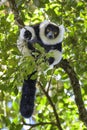 Black and White Ruffed Lemur - Varecia variegata, Madagascar Royalty Free Stock Photo