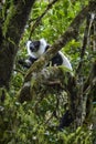 Black and White Ruffed Lemur - Varecia variegata, Madagascar Royalty Free Stock Photo