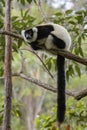 Black and White Ruffed Lemur - Varecia variegata, Madagascar Royalty Free Stock Photo