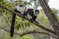Black and white ruffed lemur - Varecia variegata, Madagascar Royalty Free Stock Photo
