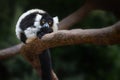 Black-and-white Ruffed Lemur - Madagascar Primate Royalty Free Stock Photo