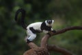 Black-and-white Ruffed Lemur - Madagascar Primate Royalty Free Stock Photo