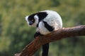 Black-and-white Ruffed Lemur - Madagascar Primate Royalty Free Stock Photo