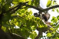 Black-and-white ruffed lemur Varecia variegata, Madagascar Royalty Free Stock Photo