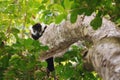 Black-and-white ruffed lemur Varecia variegata, Madagascar Royalty Free Stock Photo