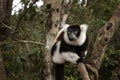Black and white ruffed lemur, varecia variegata
