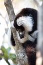 Black-and-white ruffed lemur Varecia variegata subcincta Royalty Free Stock Photo