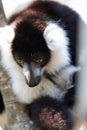 Black-and-white ruffed lemur Varecia variegata subcincta Royalty Free Stock Photo