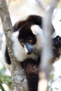 Black-and-white ruffed lemur Varecia variegata subcincta Royalty Free Stock Photo