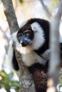 Black-and-white ruffed lemur Varecia variegata subcincta Royalty Free Stock Photo