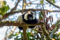 Black-and-white ruffed lemur, Varecia variegata subcincta, Madagascar wildlife animal Royalty Free Stock Photo