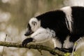 Black-and-white ruffed lemur & x28;Varecia variegata& x29; climbing Royalty Free Stock Photo