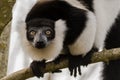 Black-and-white ruffed lemur & x28;Varecia variegata& x29; head on Royalty Free Stock Photo