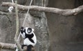 Black and White Ruffled Lemur