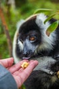 Black and White Ruffled Lemur Varecia Variegata fed by human hand Royalty Free Stock Photo