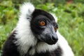 Black & White Ruffled Lemur Varecia Variegata, Madagascar Royalty Free Stock Photo