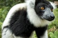 Black & White Ruffled Lemur Varecia Variegata, Madagascar Royalty Free Stock Photo