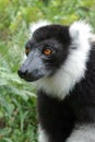 Black & White Ruffled Lemur Varecia Variegata, Madagascar Royalty Free Stock Photo