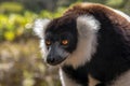 Black & White Ruffled Lemur Varecia Variegata, Madagascar