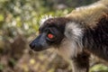 Black & White Ruffled Lemur Varecia Variegata, Madagascar Royalty Free Stock Photo