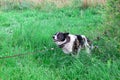Black and white russian East European siberian Laika wolf dog pooping shit iat grass field in park Royalty Free Stock Photo