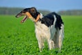 Black and white russian wolfhound Royalty Free Stock Photo