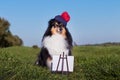 Black white sable shetland sheepdog, sheltie outdoors as an artist in beret drawing beautiful landscape Royalty Free Stock Photo