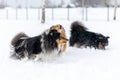 shetland sheepdog winter runningon fresh white snow Royalty Free Stock Photo