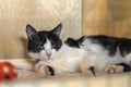 Black white sad homeless alone cat, looking with hope from lattice of cell, and waiting for owner with home Royalty Free Stock Photo