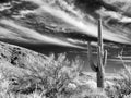 Black and white Saguaro Cactus