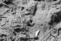 Black and white sand beach with fish sculp