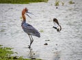 The black and white sandpiper trys to take the attention of the goliath heron away from her nest